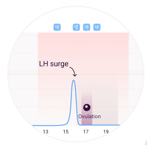 How do LH test results influence ovulation detection? – Customer Support, Contact Us