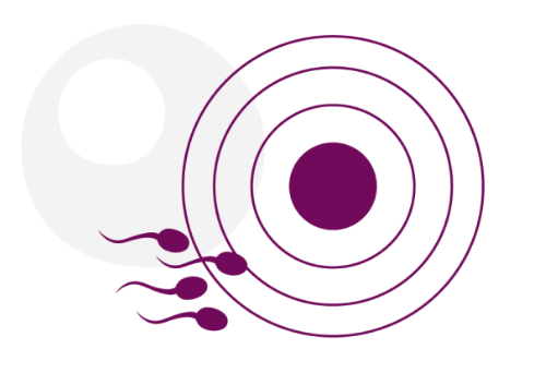 Sperm+egg.png