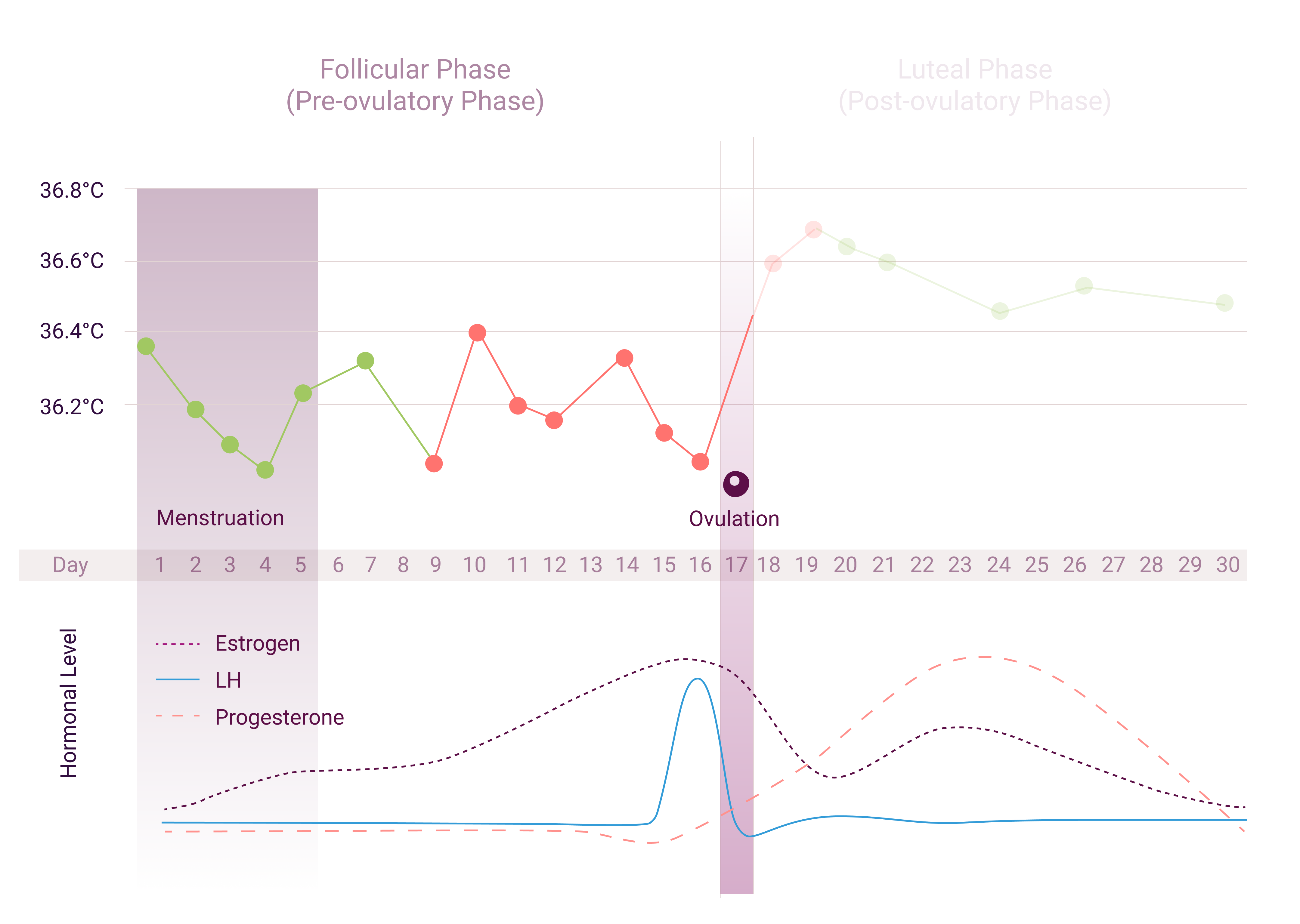 What is the follicular phase? Customer Support Contact